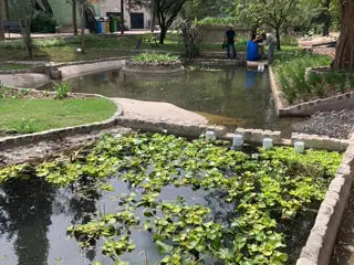 Lago recuperado, con plantas acuáticas y el parque en uso alrededor