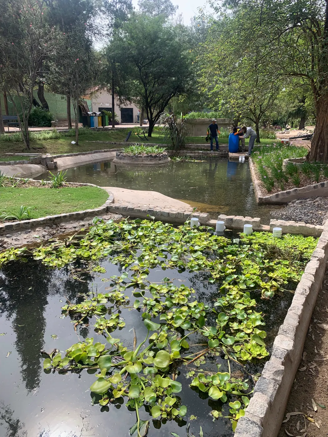 Lago saneado con plantas acuáticas, integrado al parque que lo rodea